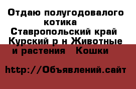 Отдаю полугодовалого котика! - Ставропольский край, Курский р-н Животные и растения » Кошки   